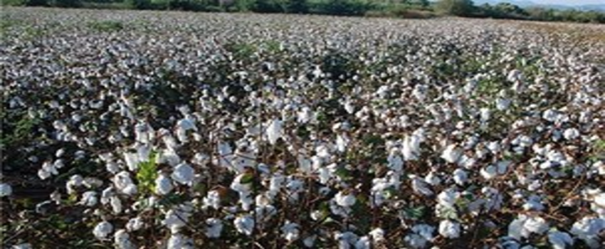 Nemli Pamuğun Toplanmasına Kesinlikle Karşıyız