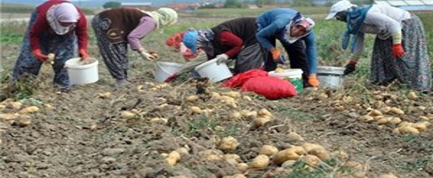Patates ve Tarla Günü Etkinliği