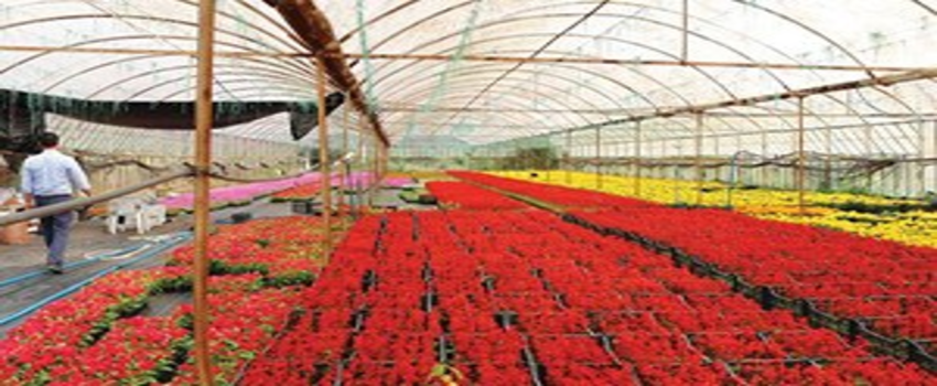 1.6 Milyon Süs Bitkisi Üretti