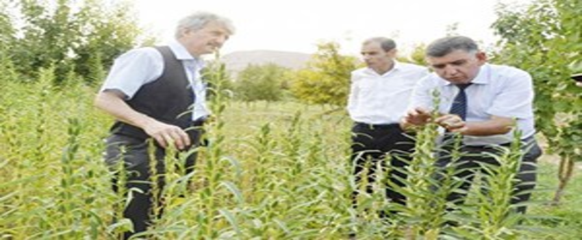 Batmanlı Çiftçiler `Susam`a Yönelecek