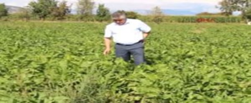 Pancarı Yaprak Lekesi Vurdu