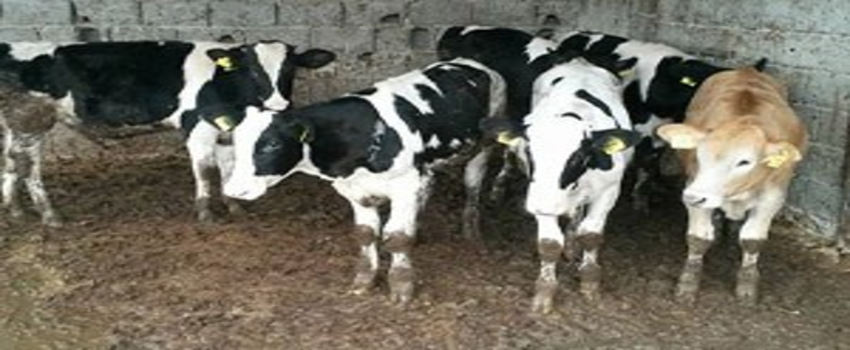 2015 Yılı 1. Dönem Buzağı ve Besilik Materyal Buzağı Desteklemeleri