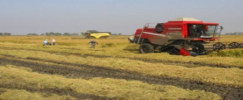 Çeltik Üreticisinin Gözü TMO`da