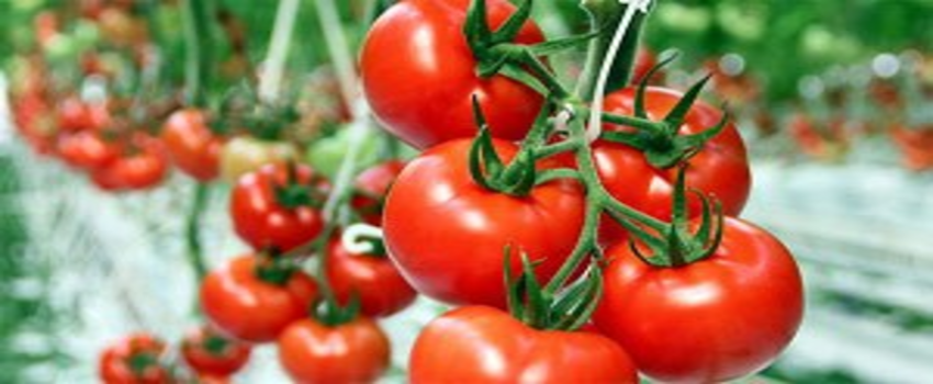 Güveye Dirençli Domates Geliştirildi