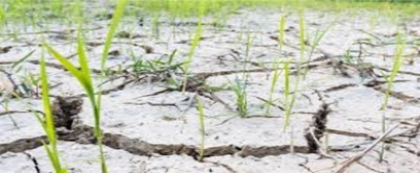 FAO: Ağır Hava Koşulları, Gıda Güvenliği İçin Tehdit!