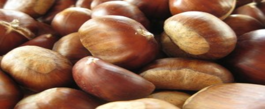 Kestane Fiyatındaki Artış Üreticiyi Memnun Etti