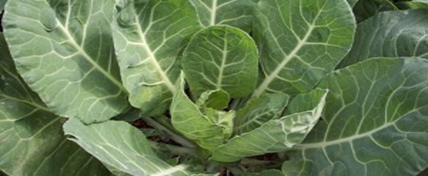 Lahanadaki Hastalık Rekolteyi Etkiledi