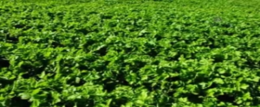 Çiftçi Yeni Sezondan Umutlu