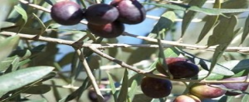 Tasarladığı Makineyle 100 Kilogram Zeytini 2 Dakikada Topluyor