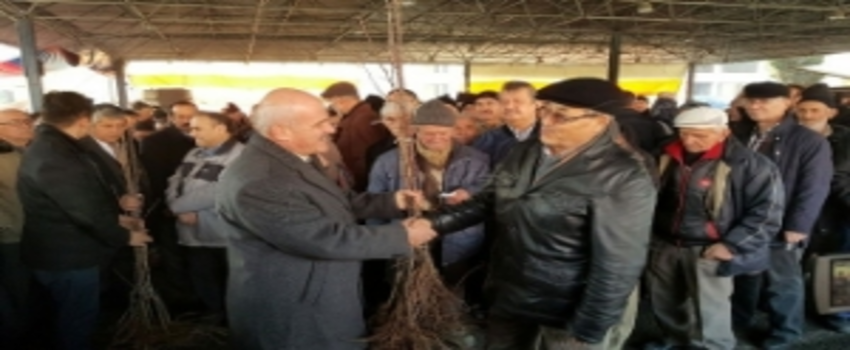 Karabük`te 23 Bin Meyve Fidanı Dağıtıldı