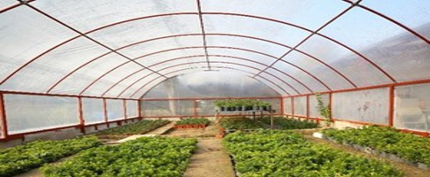 Buca Belediyesi Çiçek Üretimine Başladı