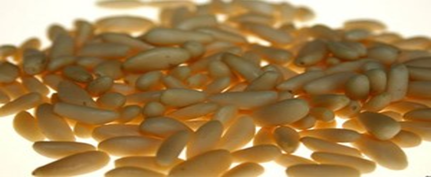 Tkdk`den Çam Fıstığı Tesisine Destek