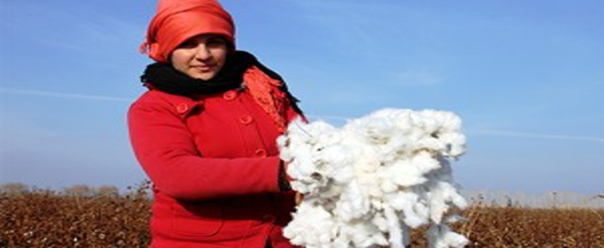 Iğdır`da 26 Yıl Sonra Pamuk Yetiştirildi