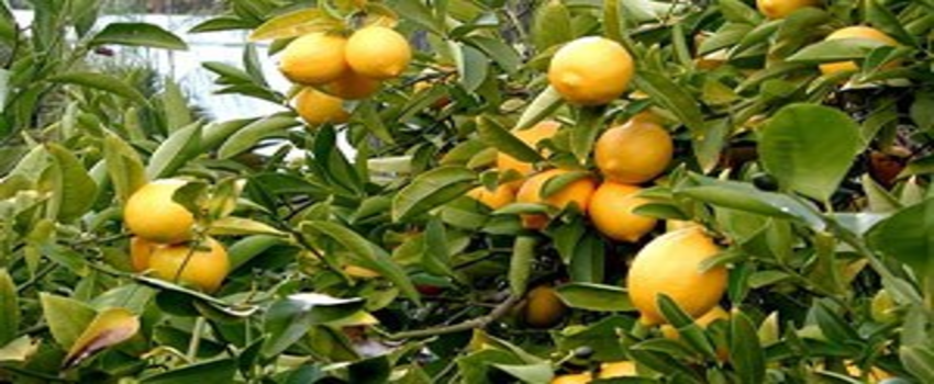 Limon Altın Çağını Yaşıyor