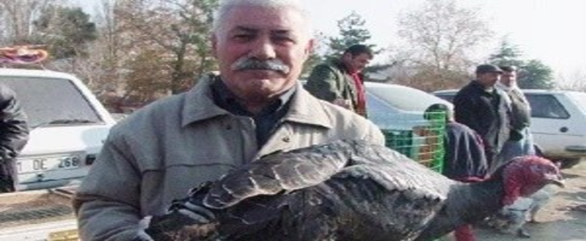 Yılbaşı Hindileri El Yakıyor