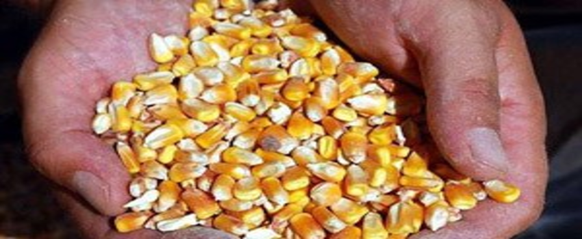 Çiftçiye Dane Mısır Tohumu Dağıtılacak