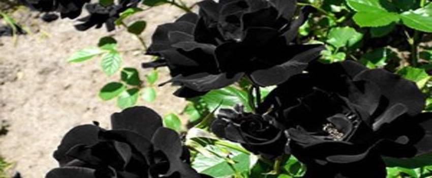 Halfeti`de Karagüller Açıyor