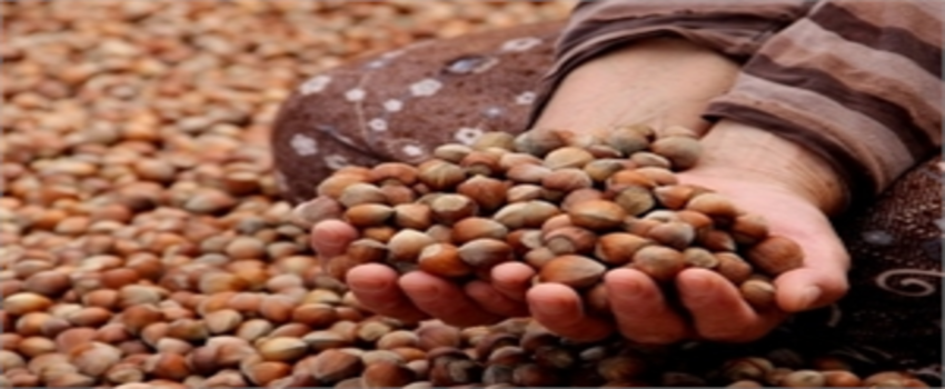 Fındık Üreticisine Uyarı