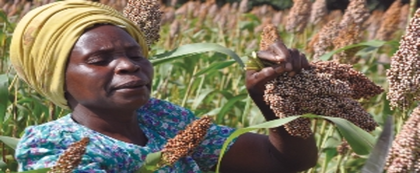 Afrika`da Tarım Sektörüne Genel Bir Bakış