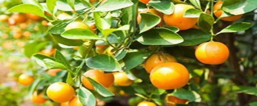 Rusya Mağduru Narenciye Üreticisi Destek İstiyor