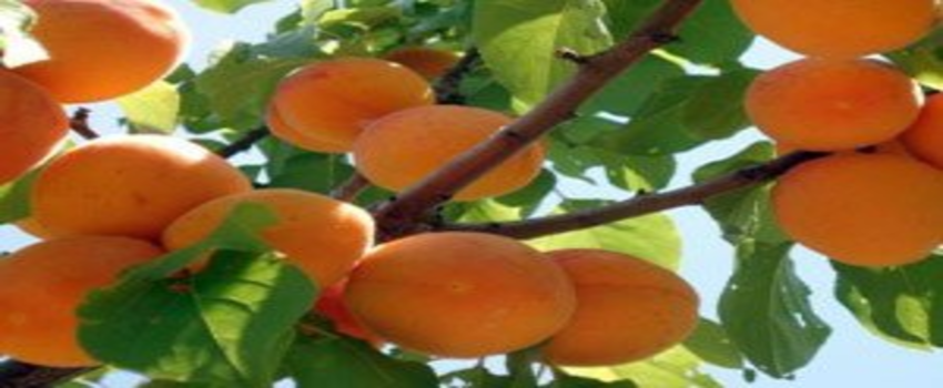 Malatyalılar Sahipsiz Kayısıya Sahip Arıyor