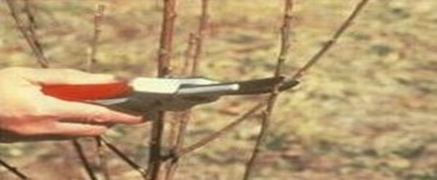 Bağ Budamı Başladı