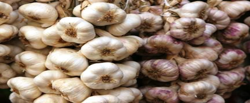 Türkiye`nin Kuru Sarımsak Üretiminin Yüzde 22`si Taşköprü`de Gerçekleşti