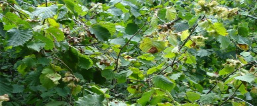 Yağan Kar Fındıkta Zirai Don Riskini Ortadan Kaldırdı