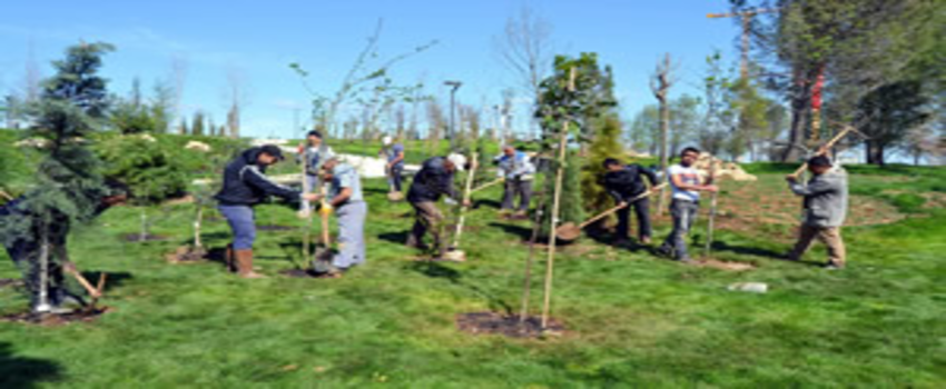 81 İlin Sembol Ağaçları Antalya`da Buluştu