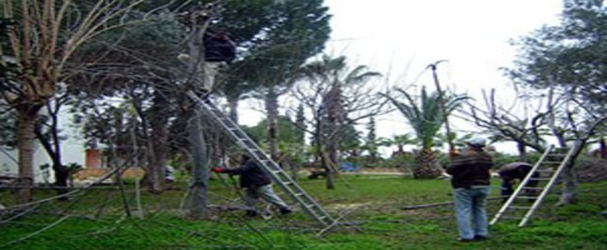 Aydın`da Budamalar Tamamlanıyor