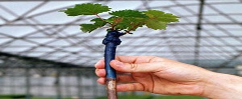 Çiftçilere Üzüm Bağ Fidanı Dağıtıldı