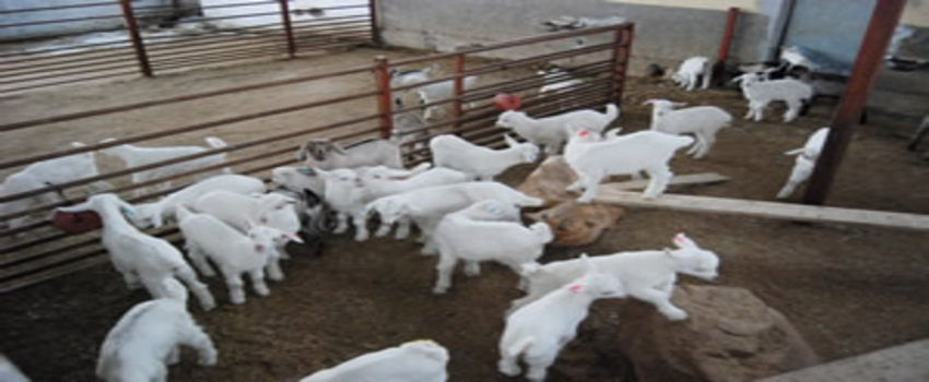 Enerji Üreten Doğa Dostu Çiftlik