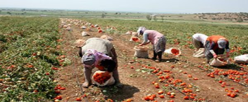 Domates Üreticisi Fiyatlardan Memnun Değil