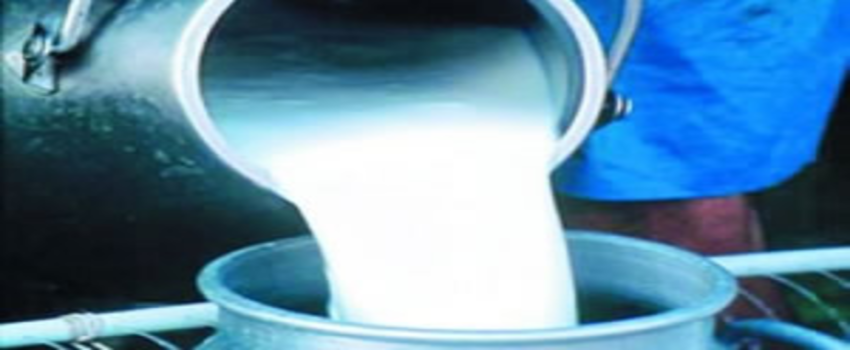 Çiğ Sütün Kalitesi Bu Proje ile Artacak