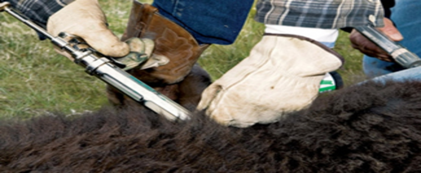 Türkiye`den Azerbaycan`a 500 Bin Doz Şap Aşısı