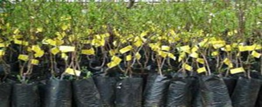 Orman ve Su İşleri Bakanlığı`ndan Fidan Desteği