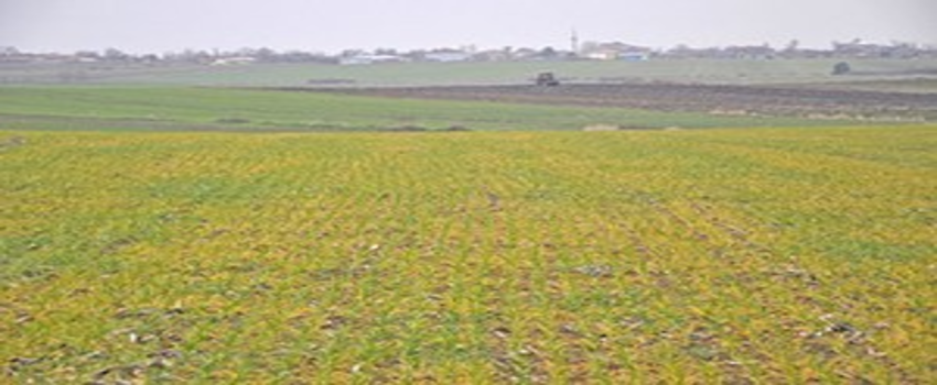 Uzunköprü`de Buğdaydaki Erken Sararmalar İncelendi