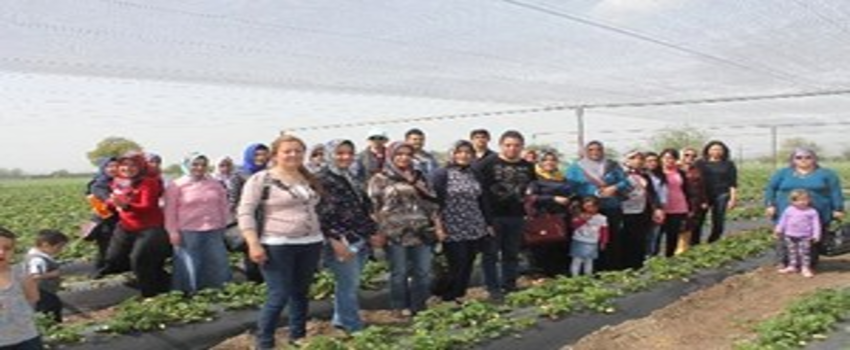 Düziçi`nde Kaymakamlık Çileği Projesi