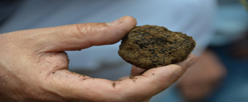 Avrupa`da Kilosu Bin TL Olan Trüf Mantarı Denizli`de Suni Ortamda Üretilecek