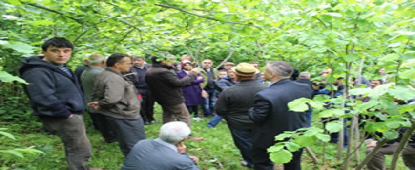 Ünyeli Çiftçilere `Fındıkta Entegre Mücadele` Anlatıldı