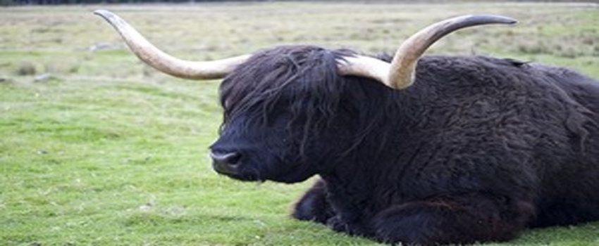 İnternetten Kazara Tibet Öküzü Sipariş Etti