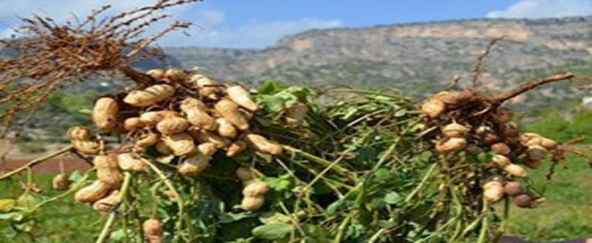 Yer Fıstığı Ekim Sezonu Başladı