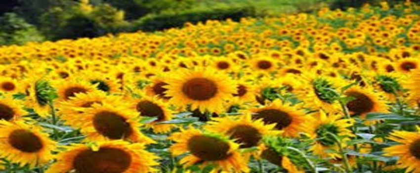 Ayçiçeği Edirne`de Konuşulacak