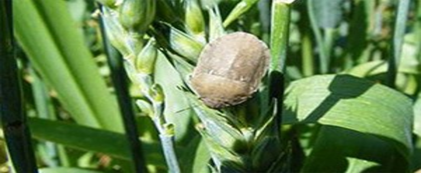 Elbistan`da Süne Mücadelesi Sürüyor