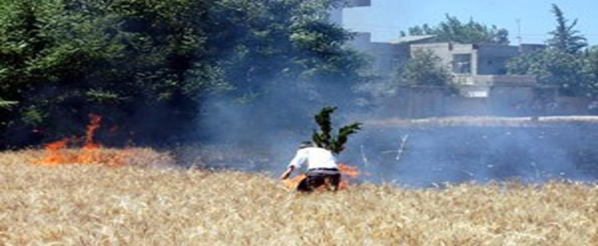 Şanlıurfa`da 90 Dönümlük Buğday Tarlası Yandı