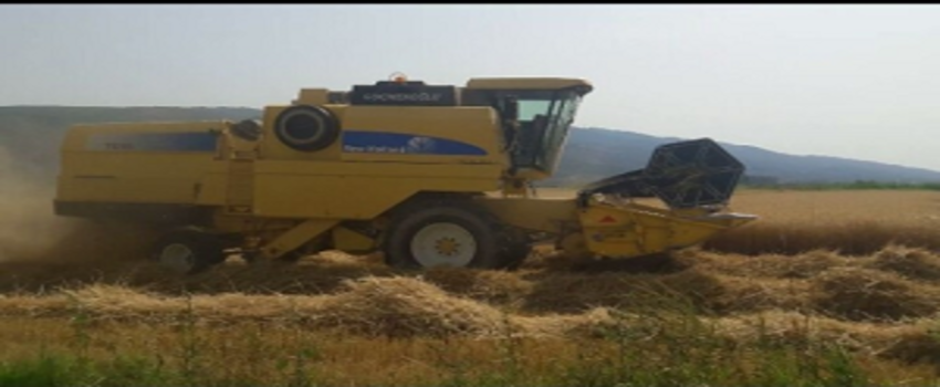 Aydın`da Buğday Hasadı Başladı, Üretici Verimden Memnun