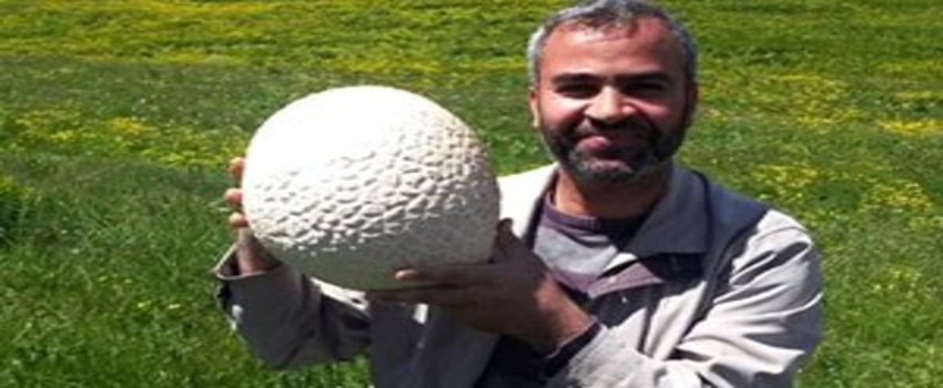 Futbol Topu Büyüklüğündeki Mantar Şaşırttı