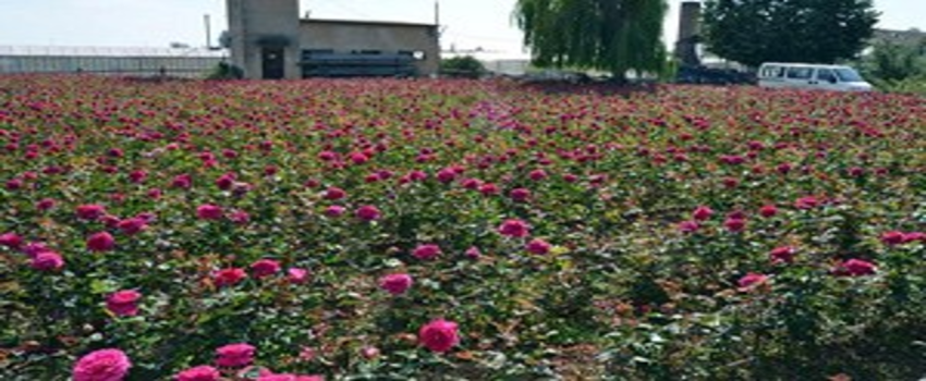 Konya`da Lavanta Ve Gül Üretimi Artırılacak