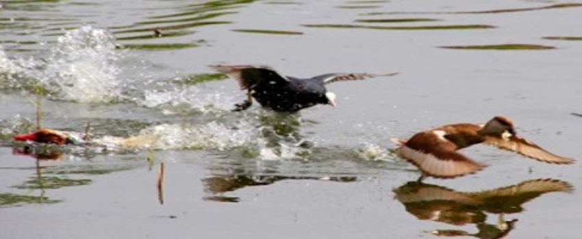 Kuş Cenneti Mogan`da Kuş Sesleri