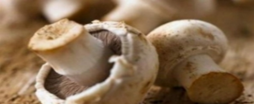 Zehirli Mantar Uyarısı